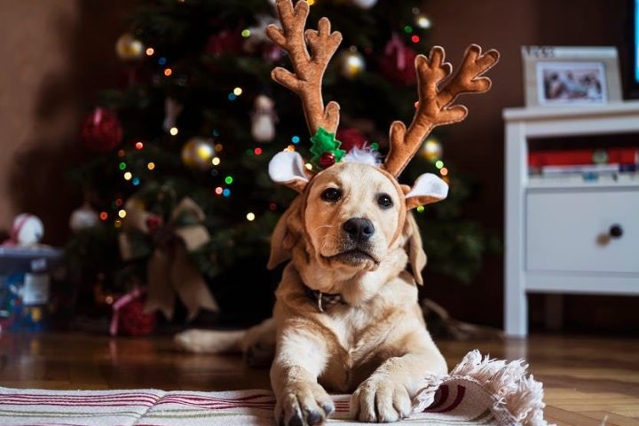 Santa Paws